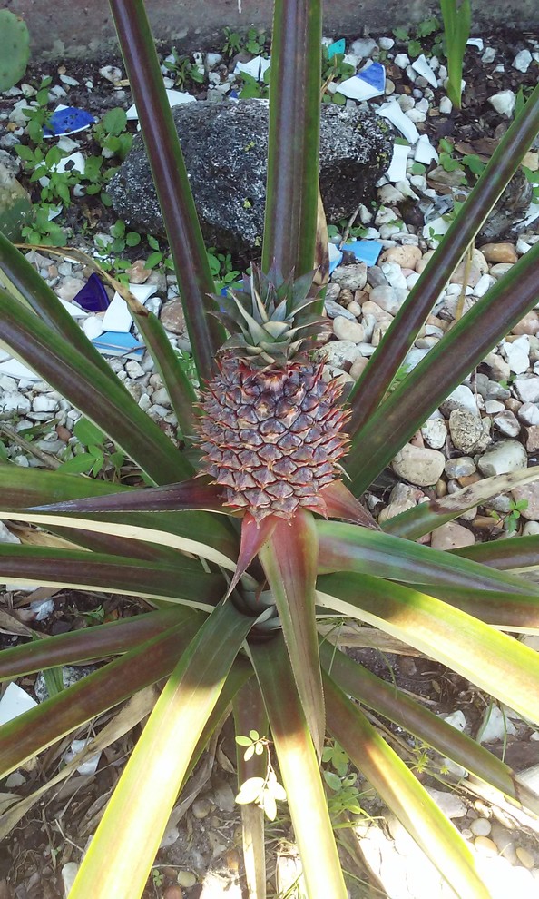 pineapple zone 9
