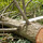 Lloyd's Tree & Lawn Care
