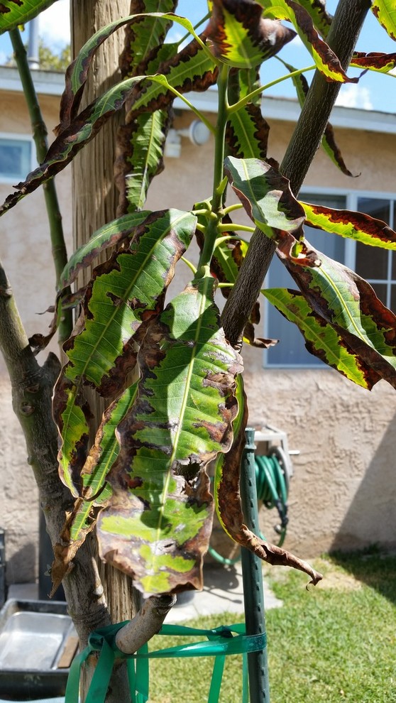 What's wrong with my mango tree?