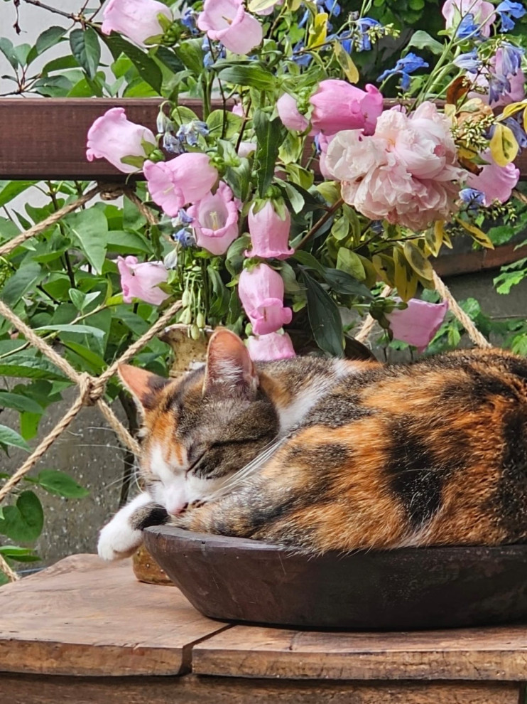Rénovation d'une terrasse Wabi-Sabi