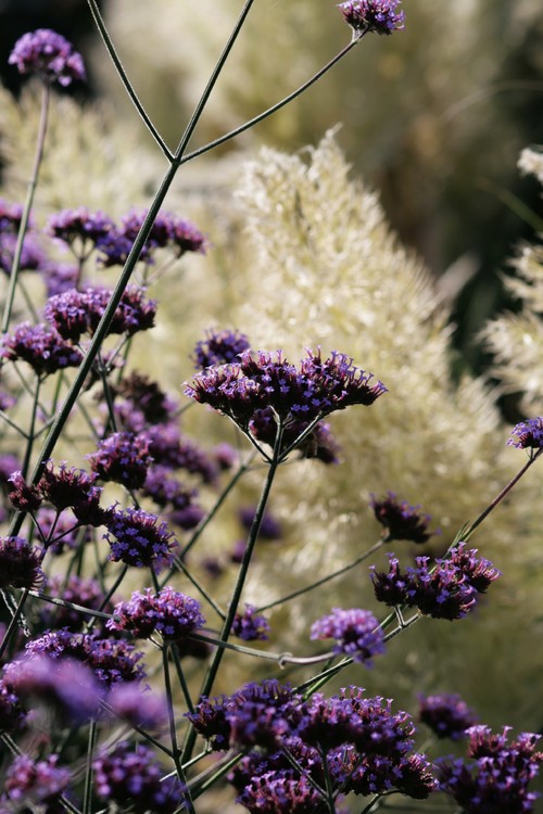 11 Ideen, wie Sie einen herbstlichen Garten gestalten - bildderfrau.de