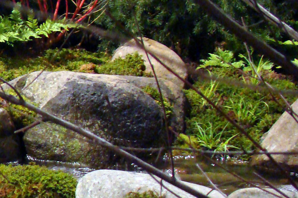 Inspiration for a rustic landscaping in Chicago.