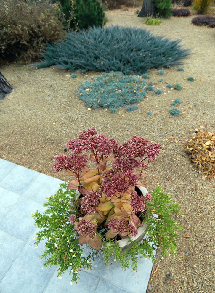 Маленький сад между большими соснами.