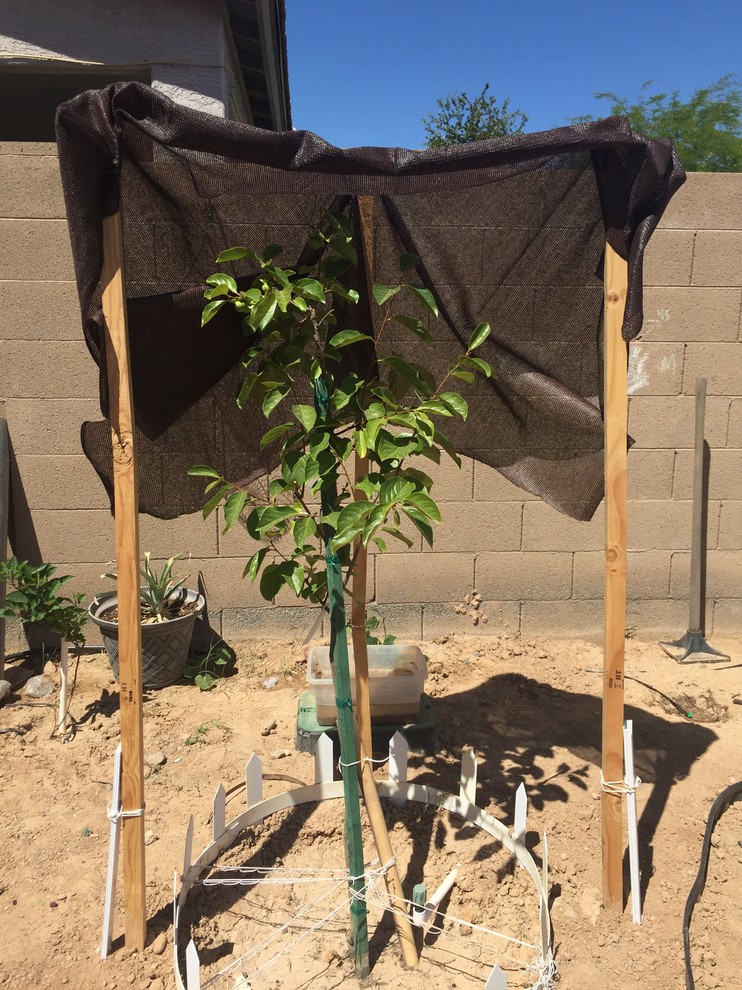 How often should I water Fuyu persimmon tree here in Phoenix.
