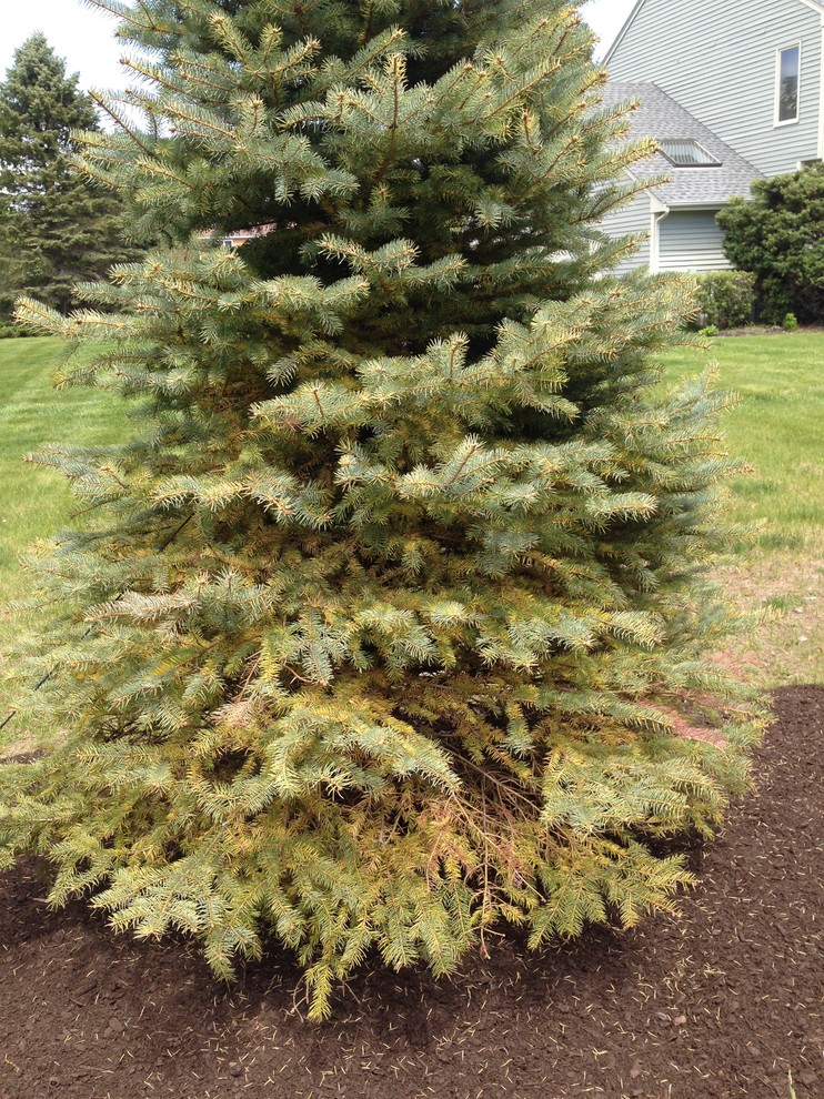 Blue Spruce Turning Yellow fungal infection