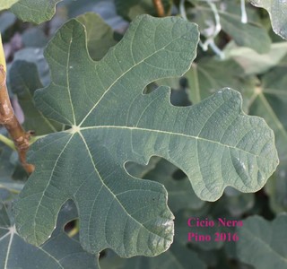 Ciccio Nero Ficus Carica fig