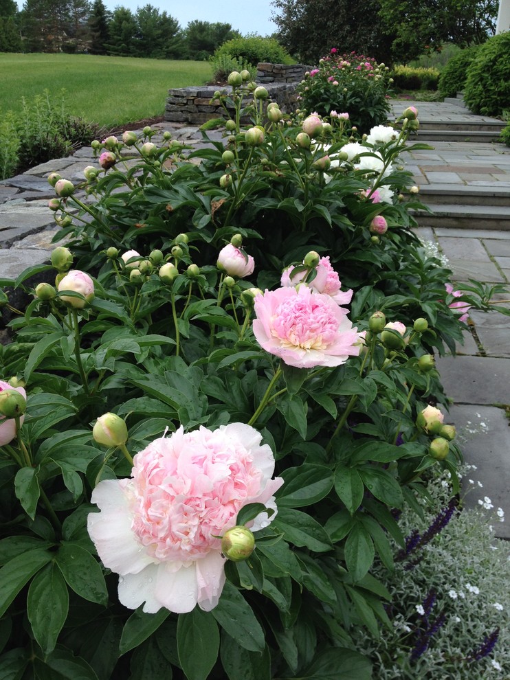 Peony walk - Traditional - Landscape - Burlington - by Linden L.A.N.D