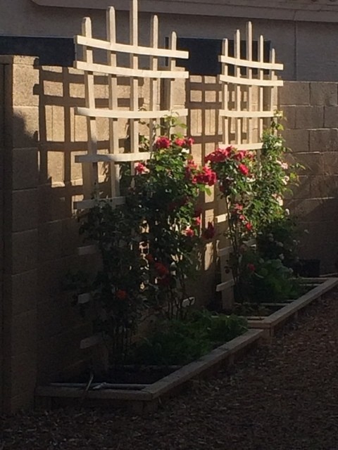 Small traditional backyard garden in Phoenix.