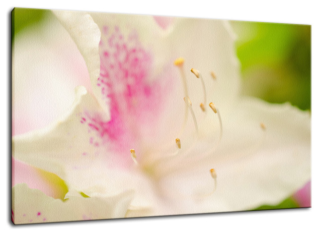 Japanese Azalea Floral Nature Photography Fine Art Canvas Wall Art Print 11x - 