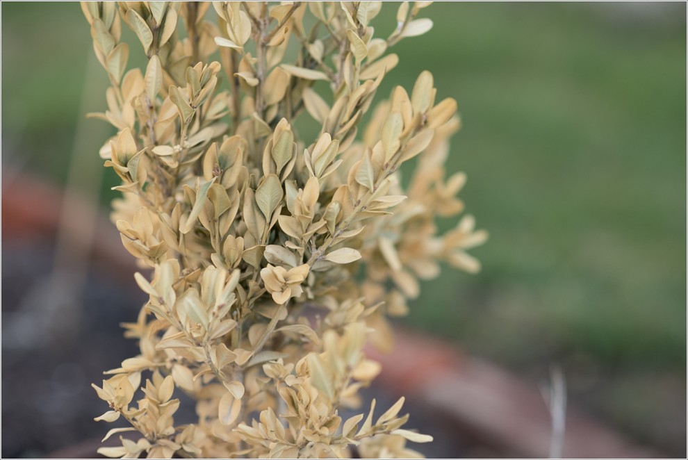 Is my boxwood dead? Can I help it?
