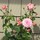 DV (zone 7)