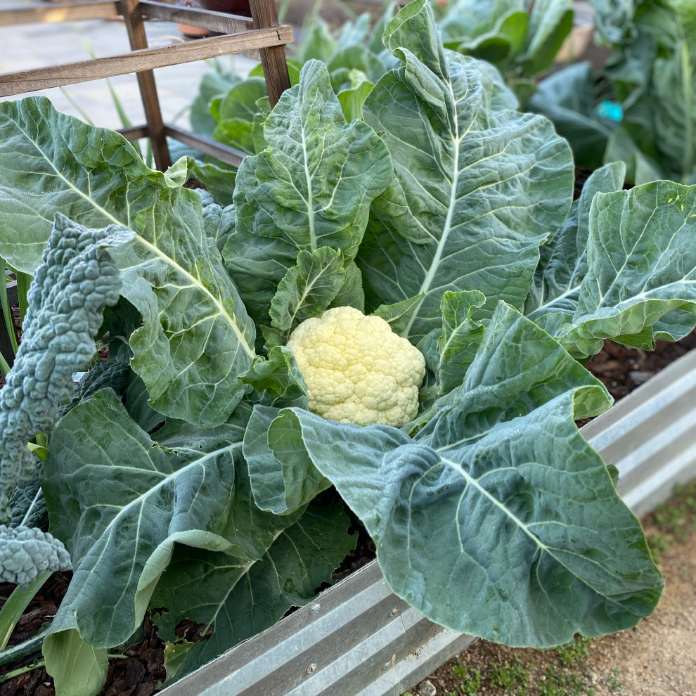 San Pedro, CA - Rustic Kitchen Garden