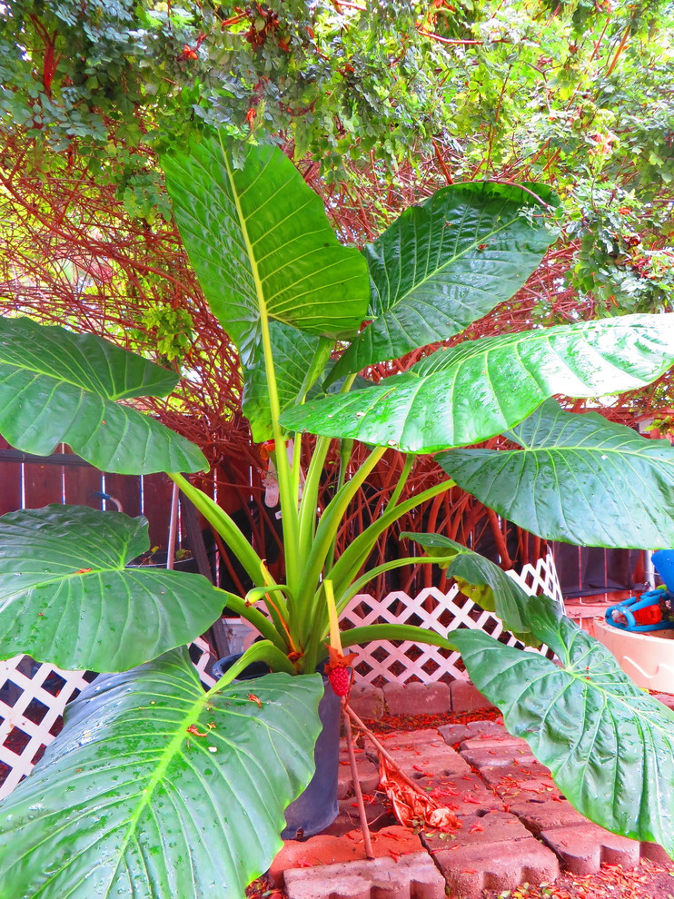 Elephant ears in container?