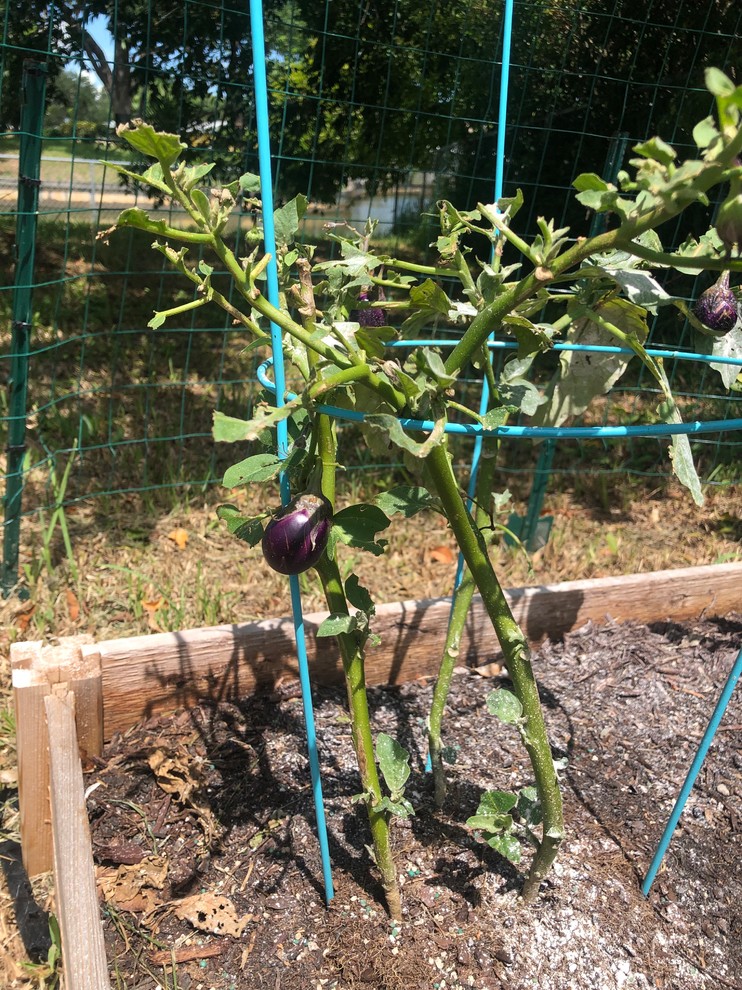 All my eggplant leaves GONE in one night HELP