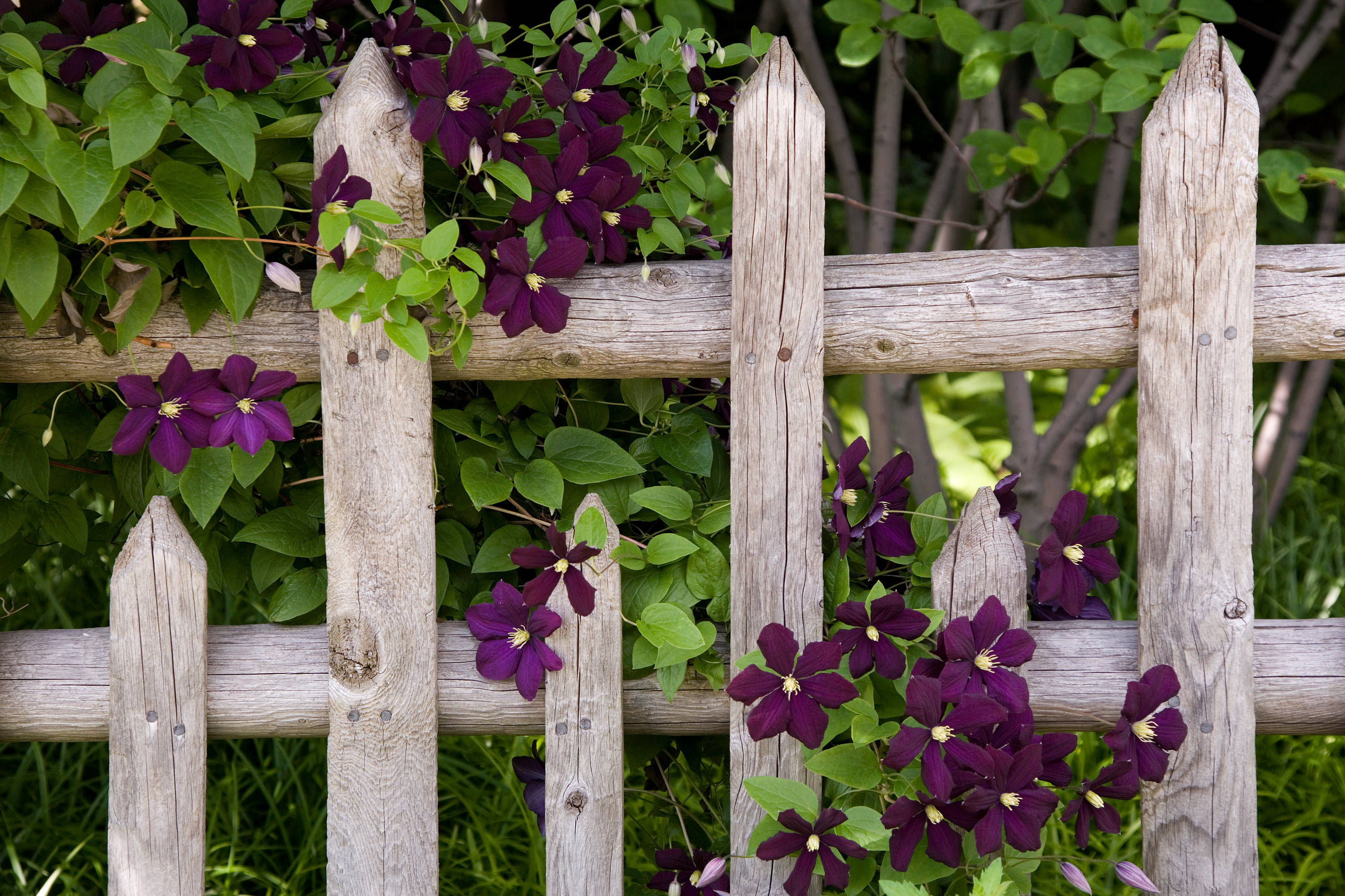 8 Romantic Spring-Flowering Vines to Cover a Trellis, image size:2560x1706