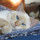 camille_stoddard87