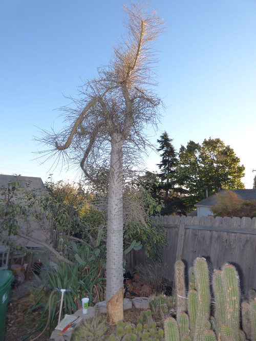 Boojum tree