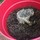 Last commented by timmins_cindy