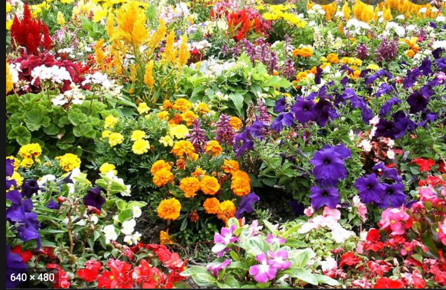 Flower Garden 2