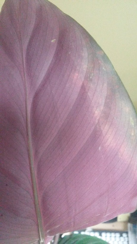 Yellow spots on Calathea warscewiczii | Houzz Forum