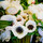 Norrmälarstrands blommor