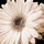 kelly_dougherty8397216