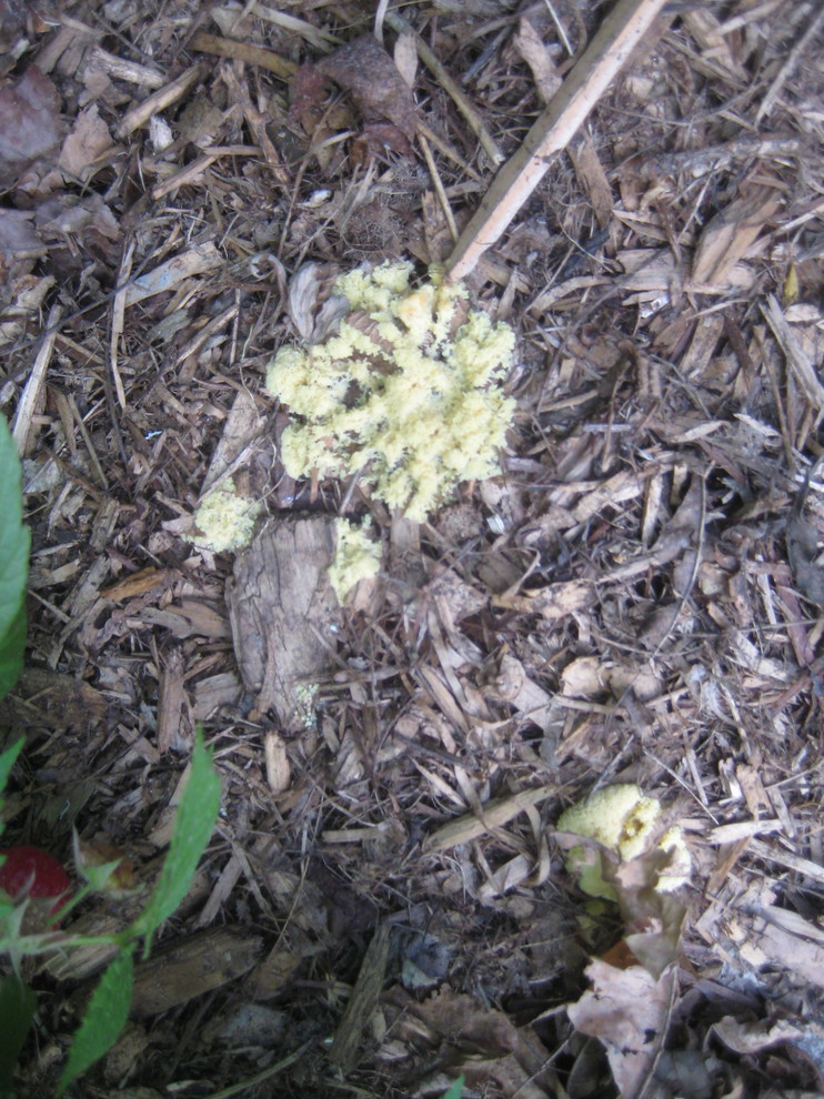 Strange yellow stuff on mulch