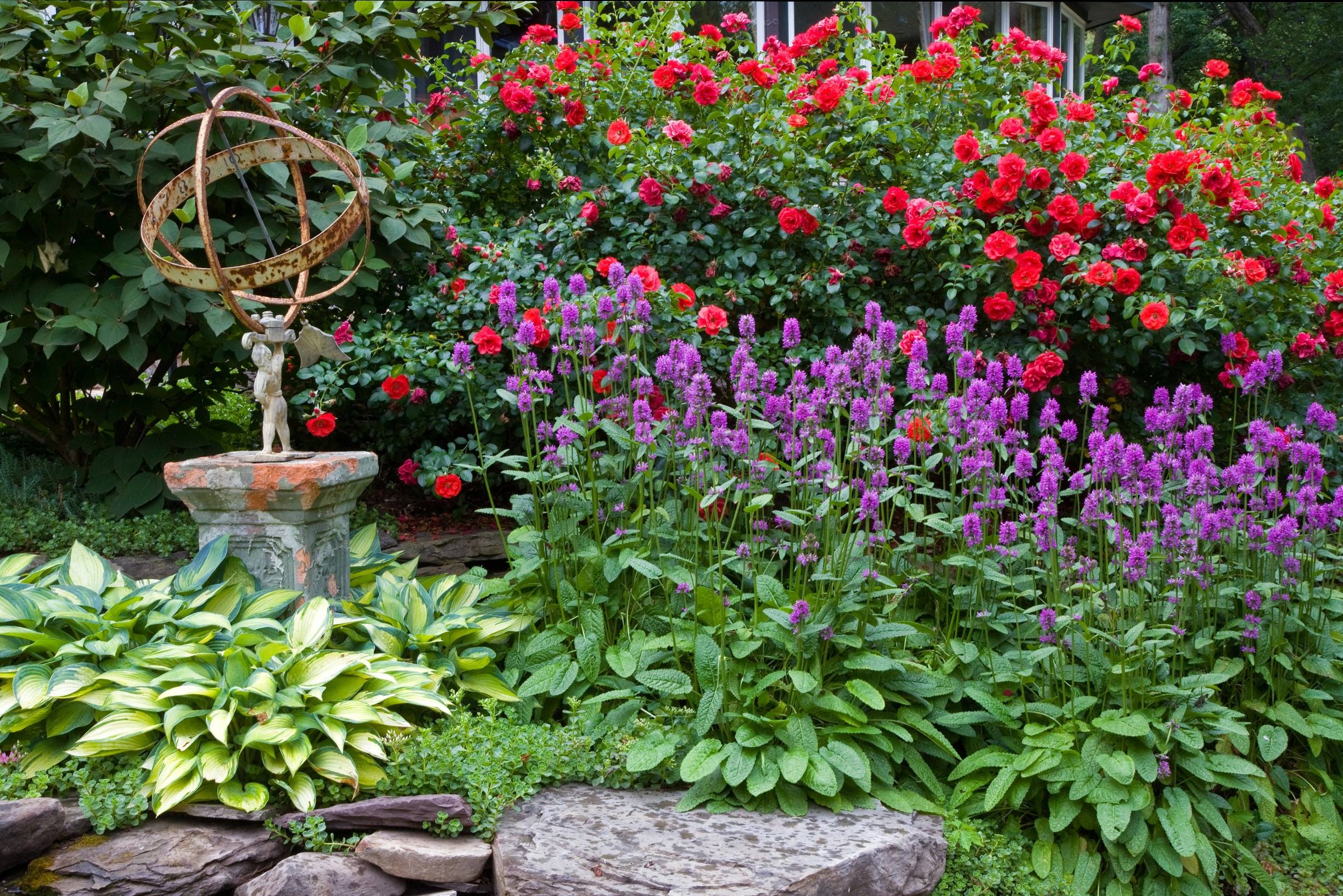 Great Design Plant: Stachys Officinalis 'Hummelo'
