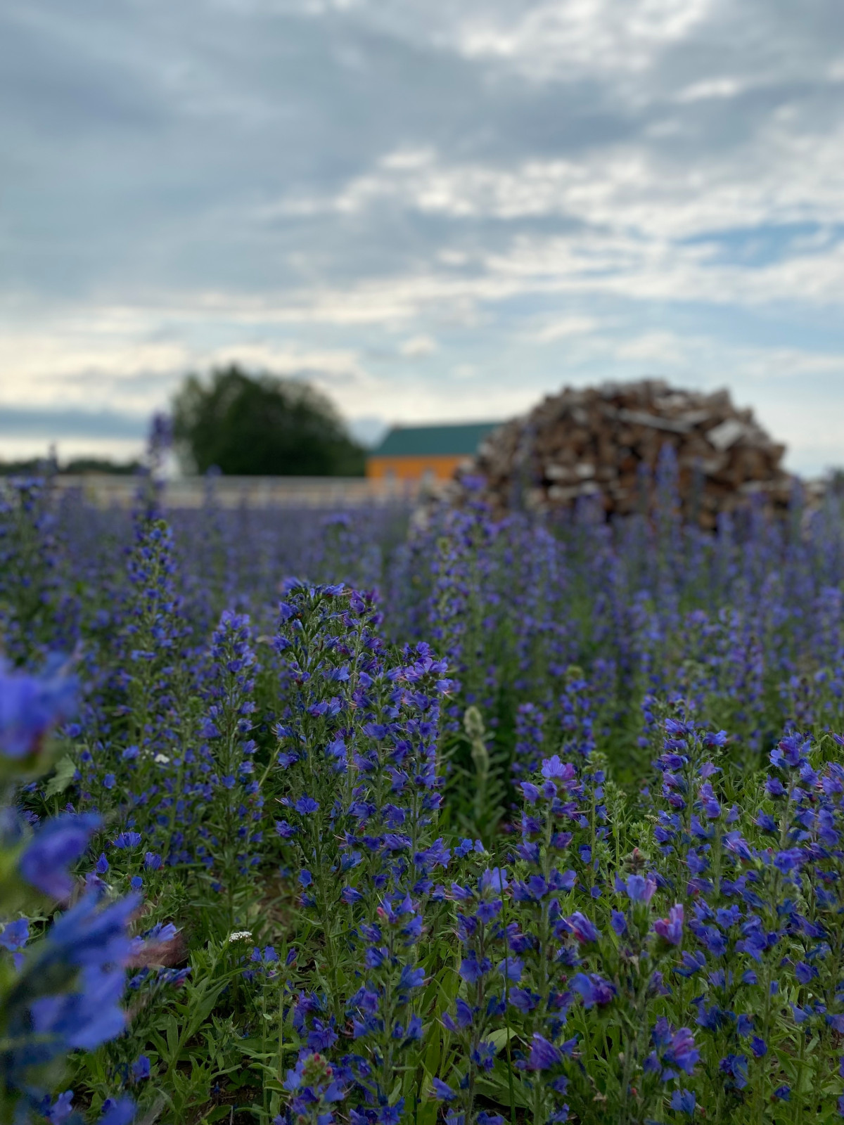 Эко-ферма Федчино