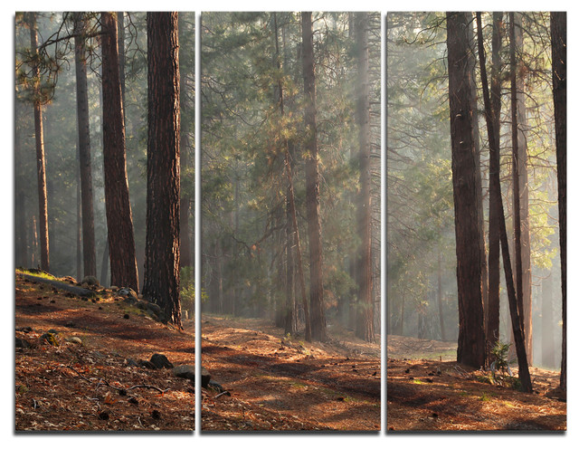 "Rays of Sun in Dense Forest" Photo Wall Art, 3 Panels, 36"x28"