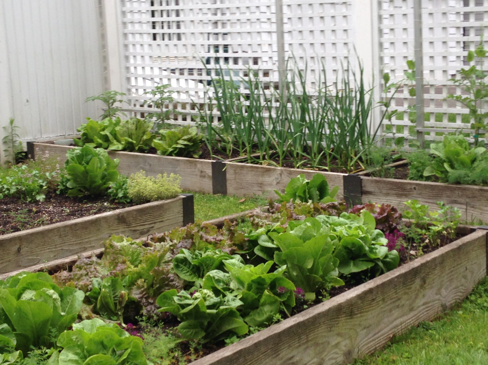 Photo of a small contemporary full sun backyard raised garden bed in New York for summer.