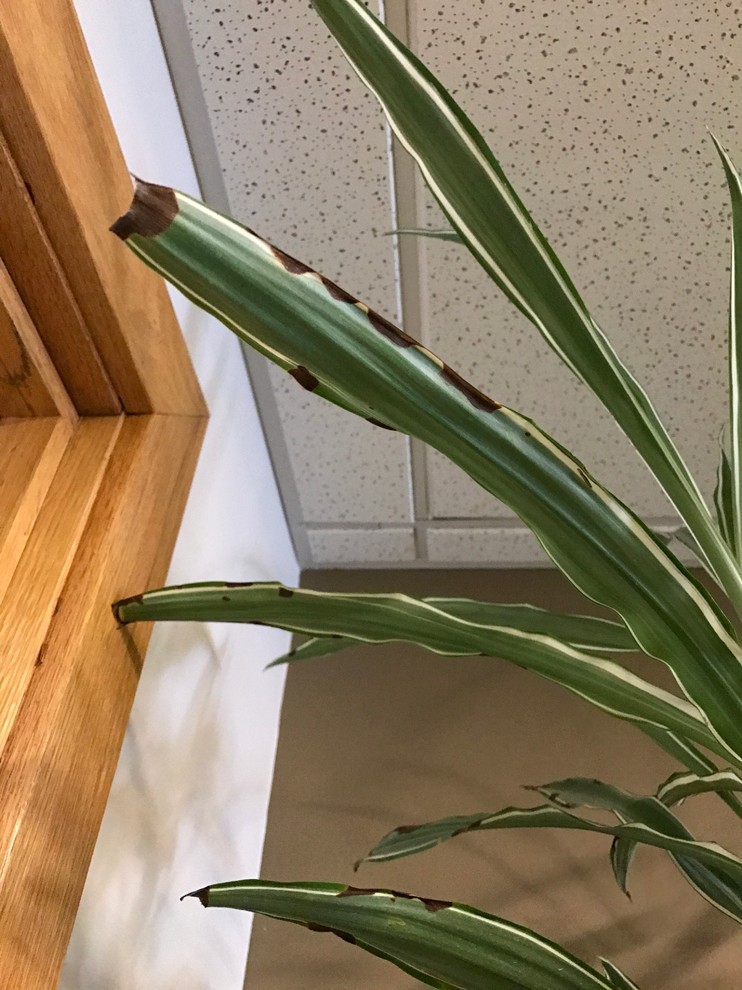 Dracaena Warneckii brown spots | Houzz Forum