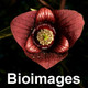 Bioimages