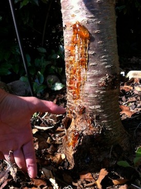 cherry tree oozing sap cherry oozing sap cherry tree oozing sap cherry oozing sap