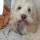 puppy_land