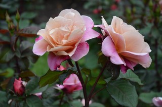 What Kind of Roses Should You Grow? (27 photos)