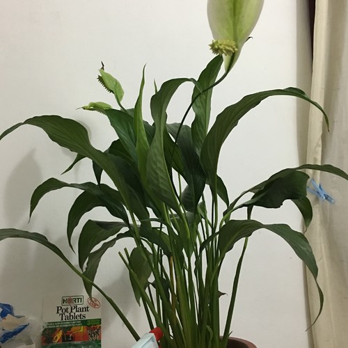 Peace lily leaves are drooping and curling