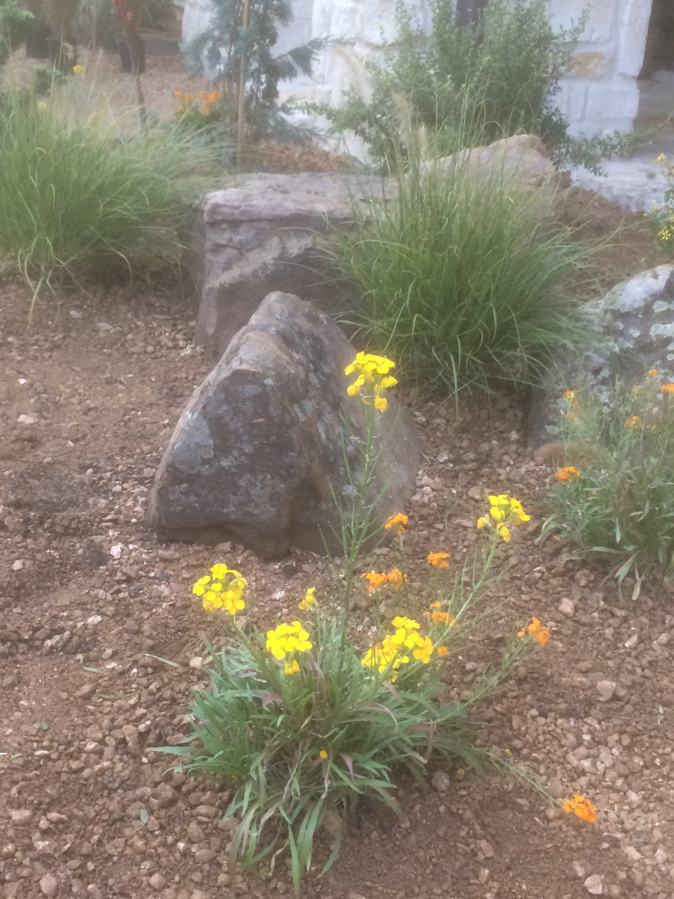 Installed New Drought Tolerant Garden