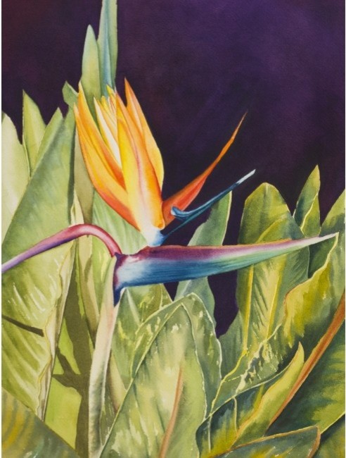 "Bird of Paradise", Watercolor Painting