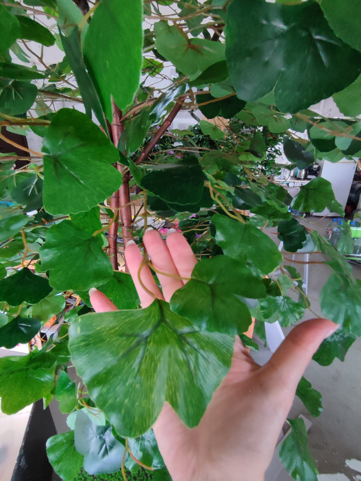 Дерево Гинко для LOGO