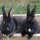 webuser_113998624