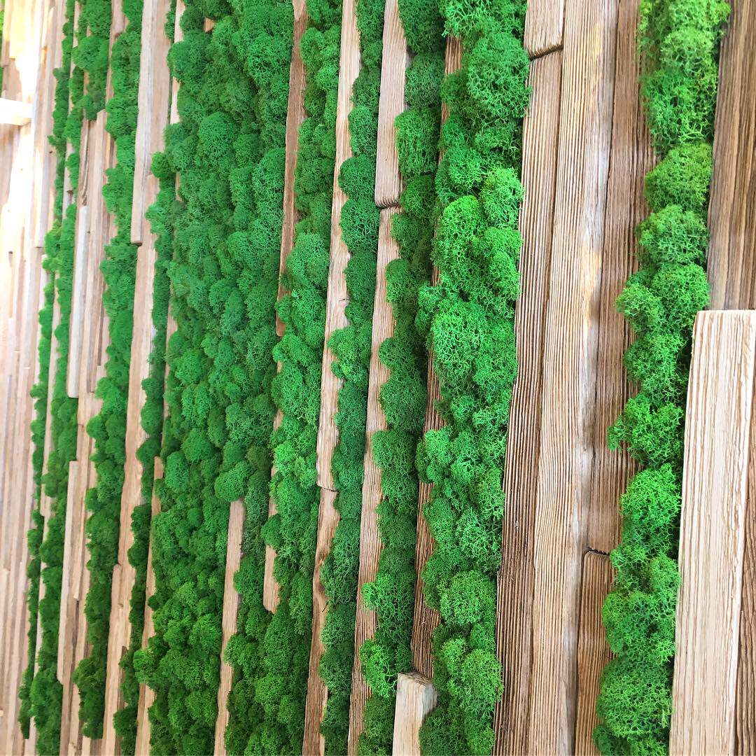 Озеленение мхом частного дома