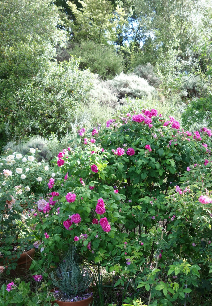 Woolf Roses Roses that Waft | Houzz Forum