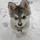 anna_karapaeva
