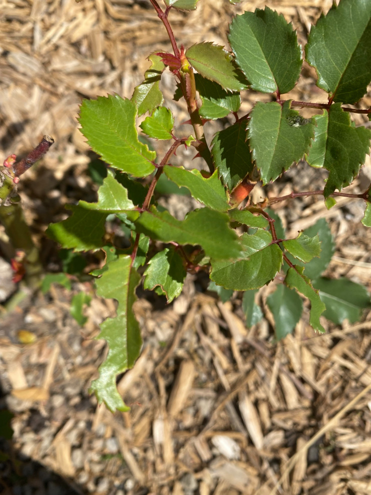 Who is eating my rose foliage and how do I stop them?