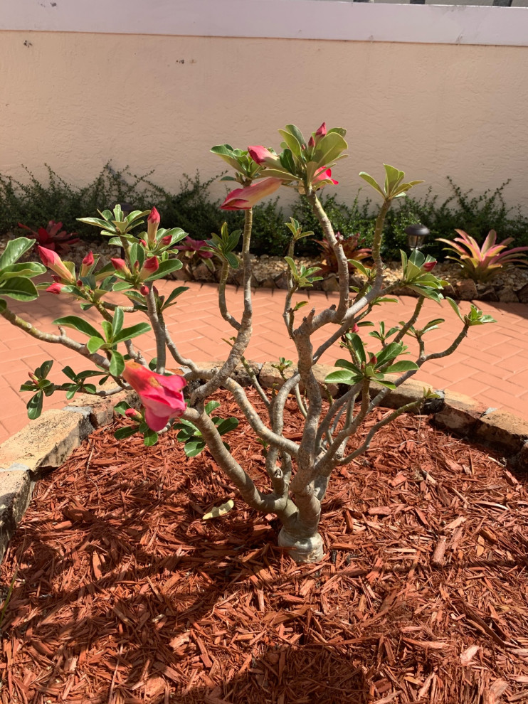 Desert Rose (Adenium) buds turn brown