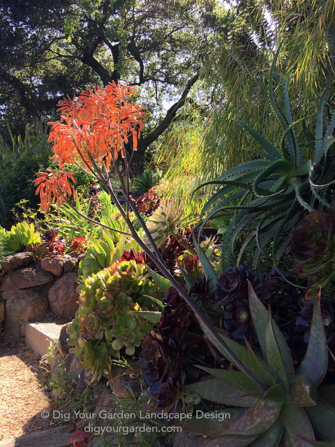 San Anselmo HIllside Sanctuary Garden - Dig Your Garden Landscape