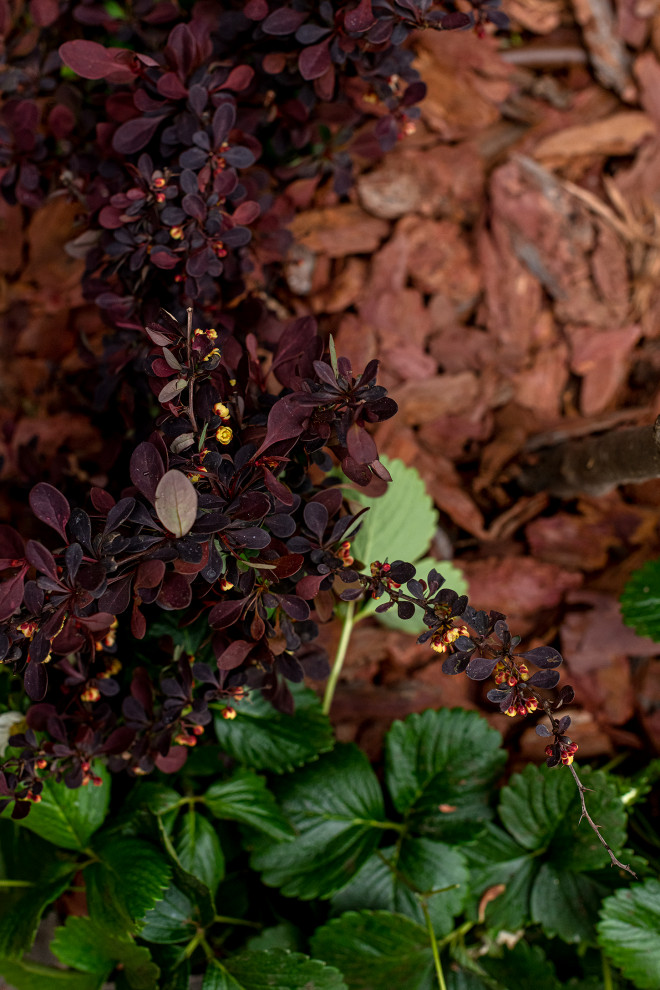"На Дачу" к Татьяне Веденеевой