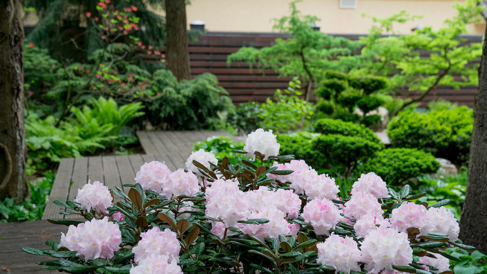 Сад с японским характером в КП  "Ландшафт", Усово 2010 г