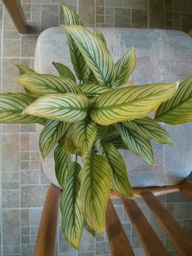 yellow washed-out Calathea top leaves | Houzz Forum